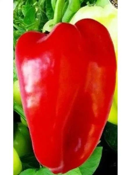 ilya-muromets-main-181128