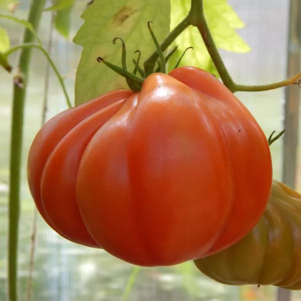 inzhir-krasnyy-3-174646