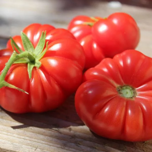 inzhir-krasnyy-5-174646