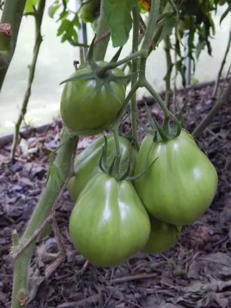 inzhir-krasnyy-7-174646