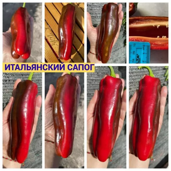 italyanskiy-sapog-2-184506