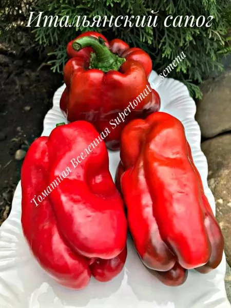 italyanskiy-sapog-4-184506