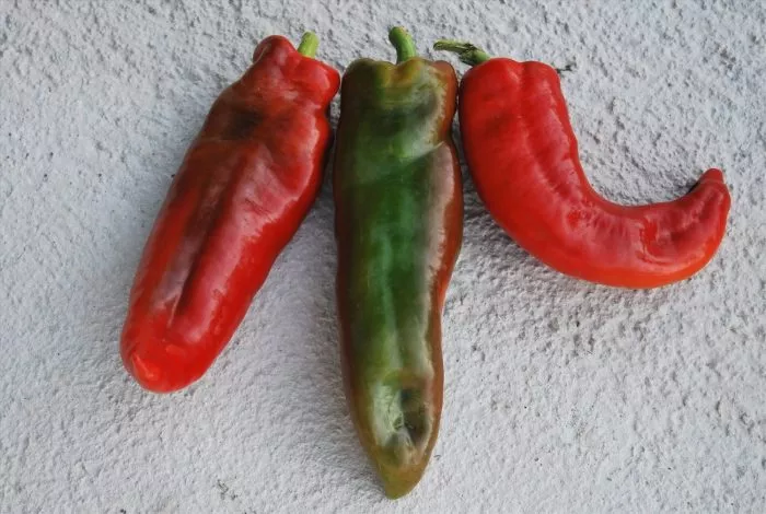 italyanskiy-sapog-5-184506