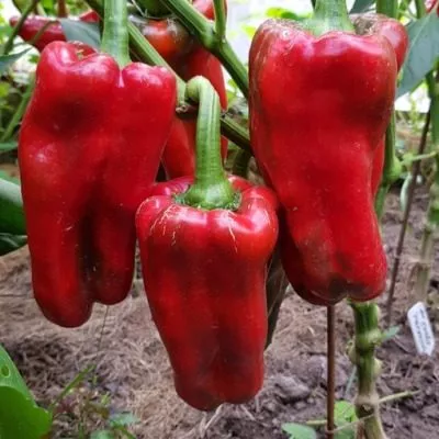 italyanskiy-sapog-8-184506