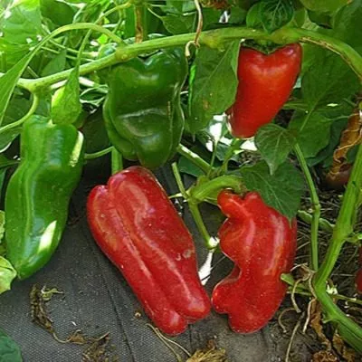 italyanskiy-sapog-9-184506