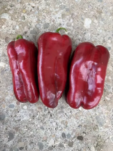 italyanskiy-sapog-main-184506