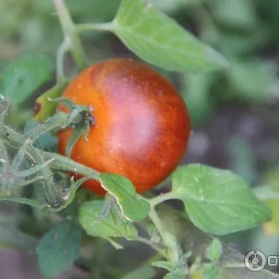 ivan-da-marya-5-172548