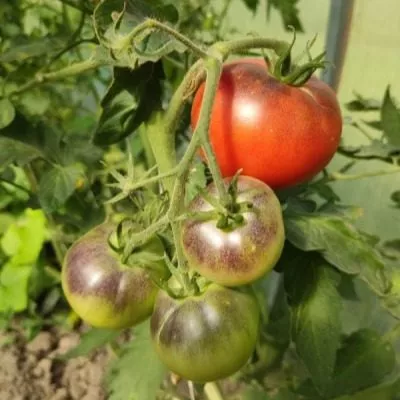 ivan-da-marya-9-172548