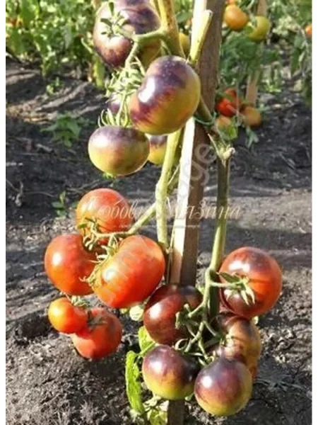 ivan-da-marya-main-172548