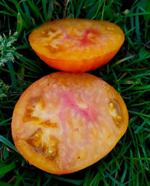 ivuntyanskiy-velikan-4-170539