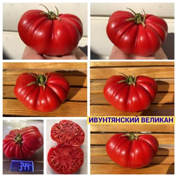 ivuntyanskiy-velikan-8-170539