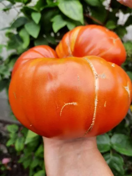 ivuntyanskiy-velikan-main-170539