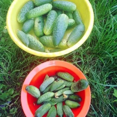 iyunskiy-skorospel-3-198420