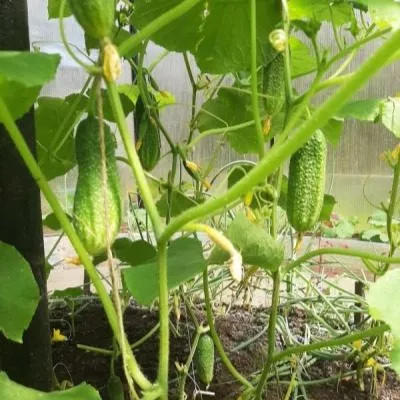 iyunskiy-skorospel-5-198420