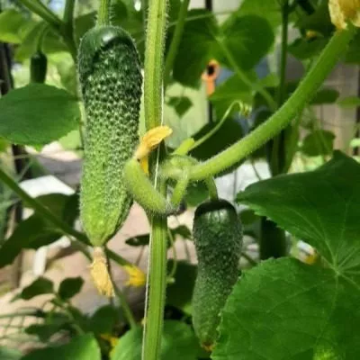 iyunskiy-skorospel-main-198420