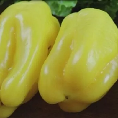 kakadu-oranzhevyy-10-183155