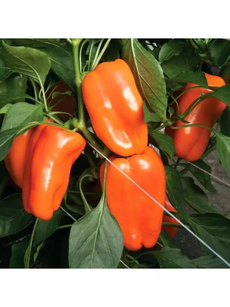 kakadu-oranzhevyy-2-183155