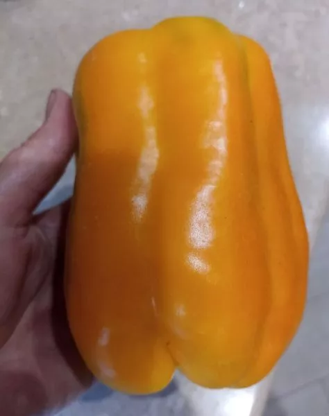 kakadu-oranzhevyy-3-183155