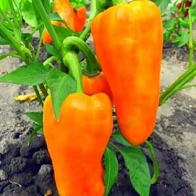 kakadu-oranzhevyy-6-183155