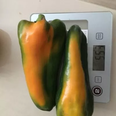 kakadu-oranzhevyy-7-183155