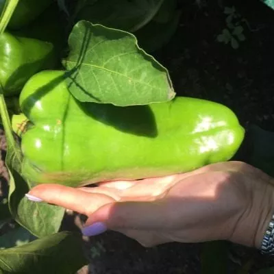 kakadu-oranzhevyy-8-183155