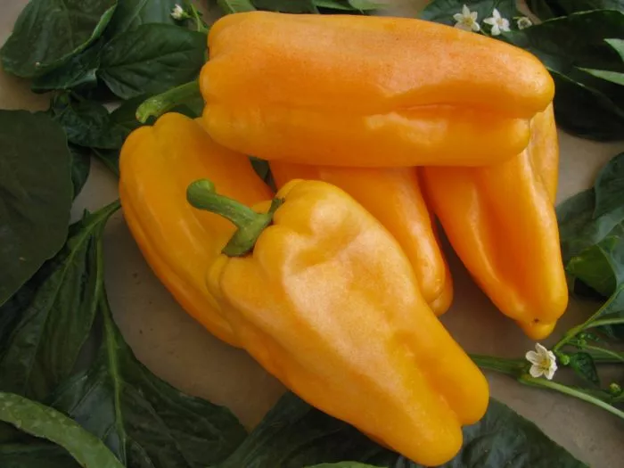 kakadu-oranzhevyy-main-183155