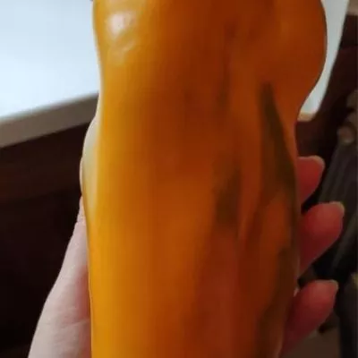 kakadu-zheltyy-4-182888