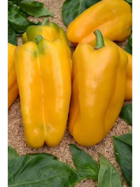 kakadu-zheltyy-main-182888