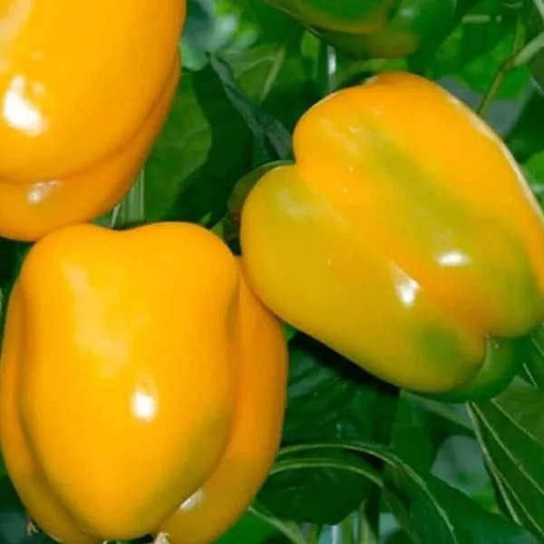 kaliforniyskoe-chudo-zolotoe-2-187425