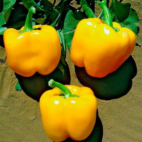 kaliforniyskoe-chudo-zolotoe-4-187425