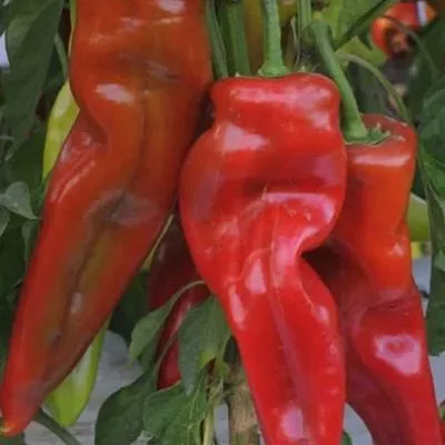 kappi-pikantnyy-myazina-main-188849