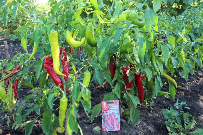 karabas-barabas-1-190935