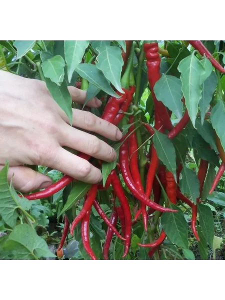 karabas-barabas-2-190935