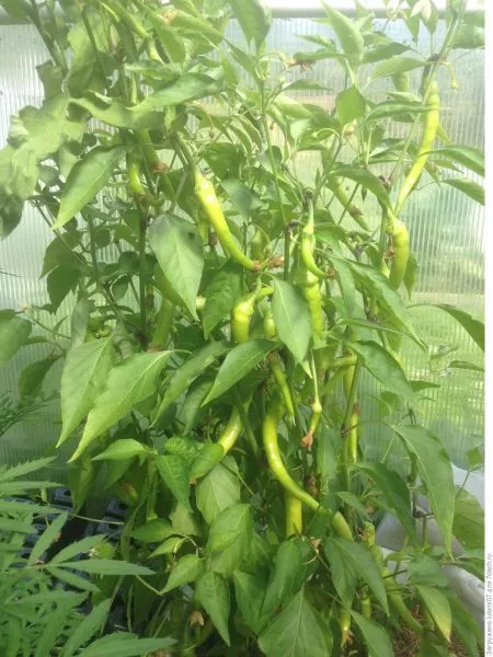 karabas-barabas-4-190935