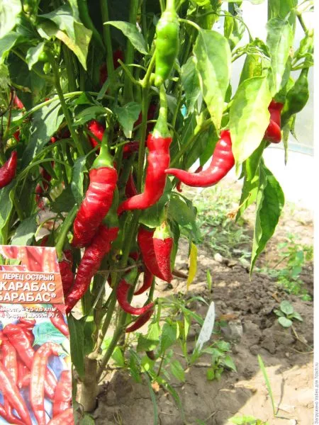 karabas-barabas-7-190935