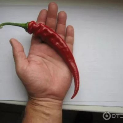 karabas-barabas-8-190935