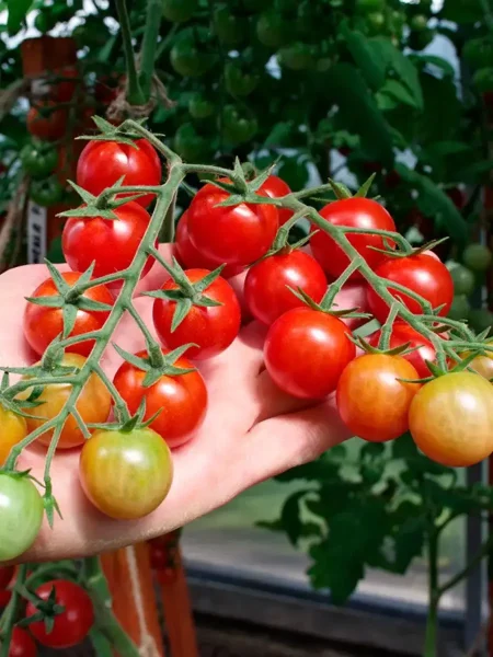 karamella-main-170349