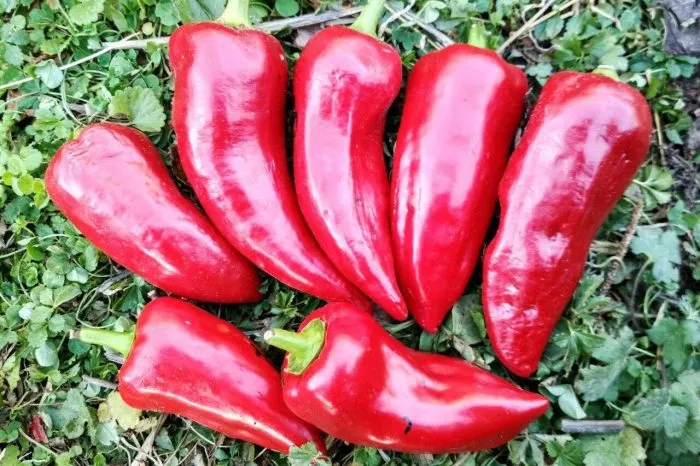 kaskader-main-185401