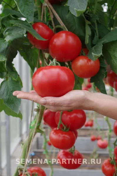 kastelyano-main-172393