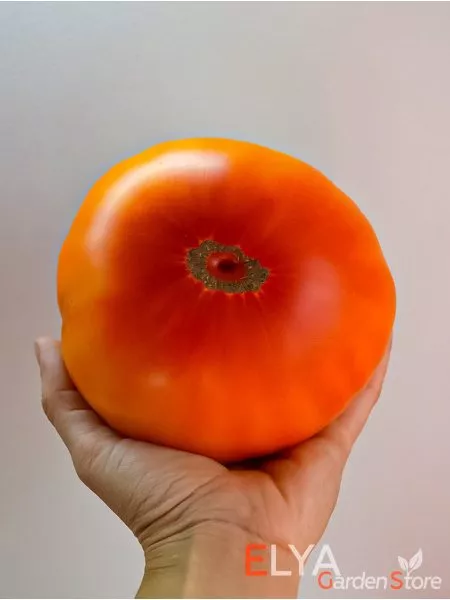 kazahskiy-shevale-5-170304