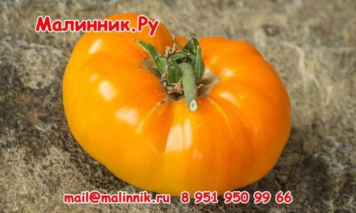 kazahskiy-shevale-7-170304