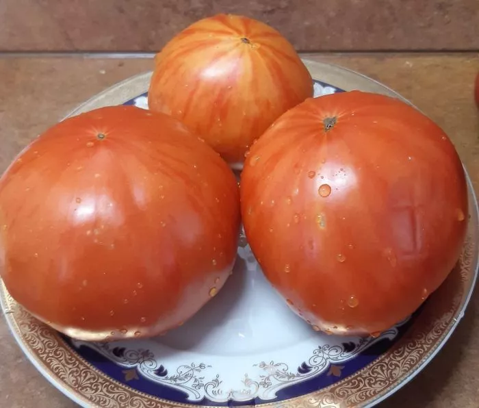 kazahskiy-shevale-8-170304