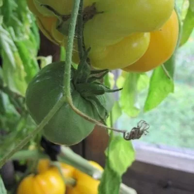 kazahstanskiy-zheltyy-10-175841