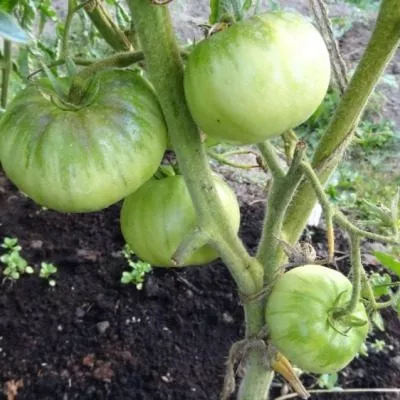 kazahstanskiy-zheltyy-11-175841