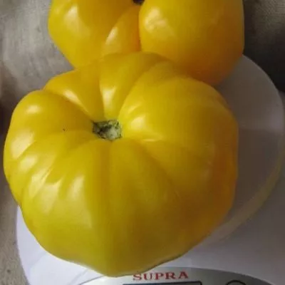 kazahstanskiy-zheltyy-12-175841