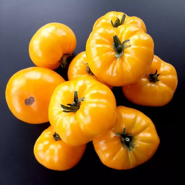 kazahstanskiy-zheltyy-2-175841