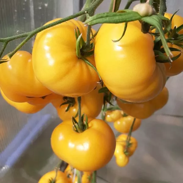 kazahstanskiy-zheltyy-4-175841