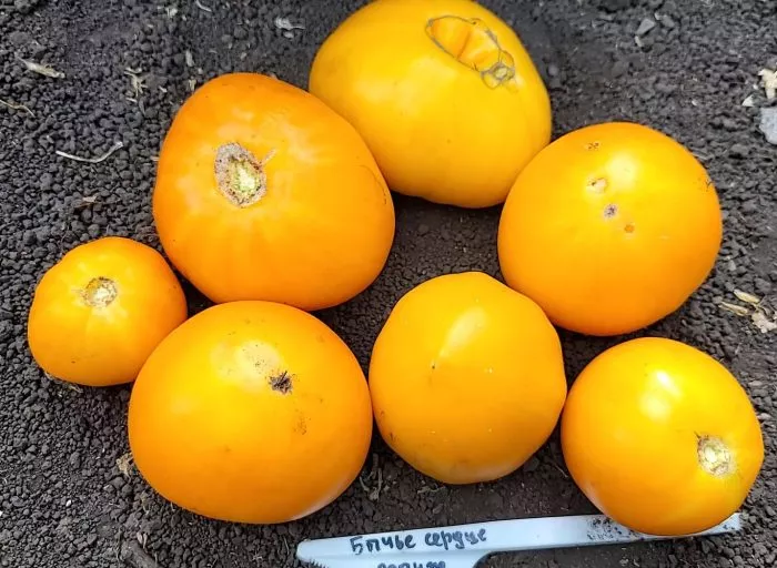 kazahstanskiy-zheltyy-7-175841