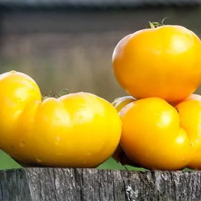 kazahstanskiy-zheltyy-8-175841