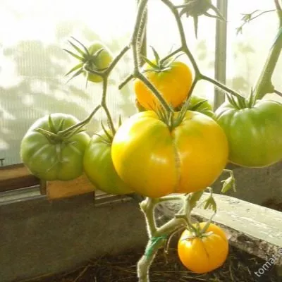 kazahstanskiy-zheltyy-9-175841